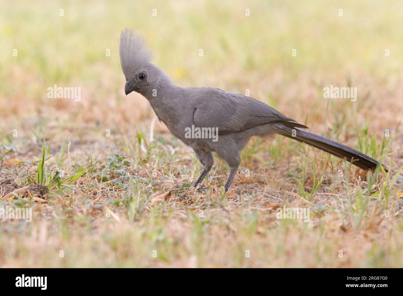 Gray Go-away-bird, namutoni, Etosha, Namibia, March 2023 Stock Photo