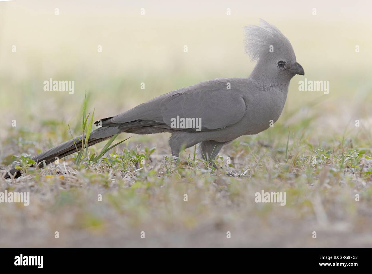 Gray Go-away-bird, namutoni, Etosha, Namibia, March 2023 Stock Photo