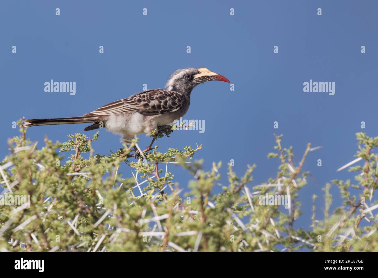 African Gray Hornbill, Fisher's pan, Etosha, Namibia, March 2023 Stock Photo