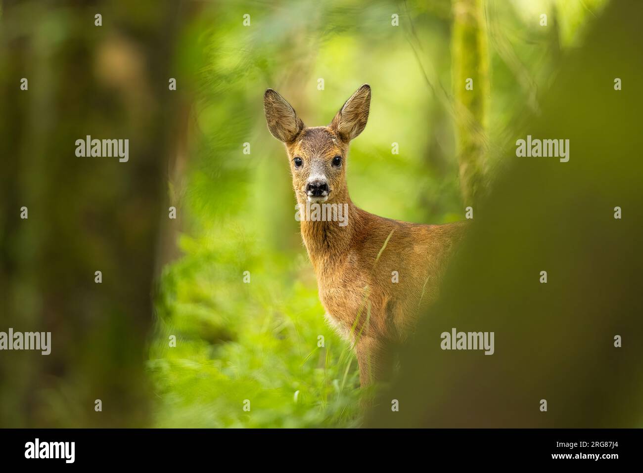 Young Roe Deer in woodland Stock Photo - Alamy