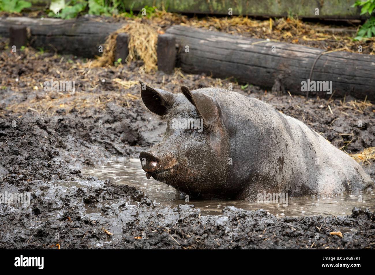 Free range pig cooling down in a pool of mud Stock Photo