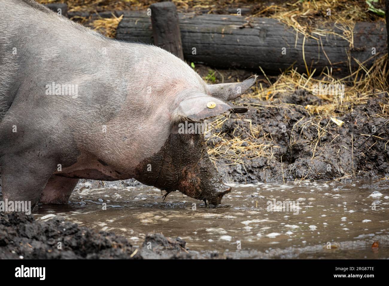 Free range pig cooling down in a pool of mud Stock Photo