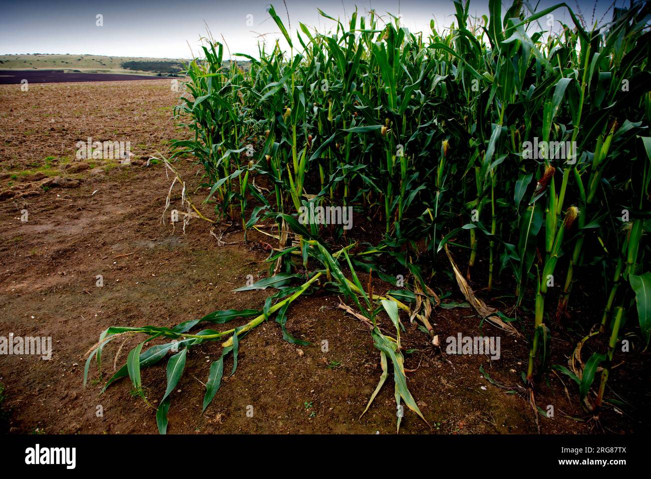 moldy,damaged,crops,agriculture,storm,damage,England,UK,climate,change, Stock Photo