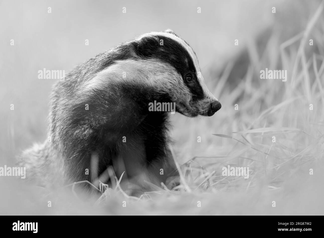 Badger Black and White Stock Photos Images Alamy