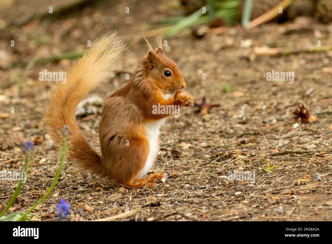 Cute scottish red squirrel gathering and eating a nut in the woodland Stock Photo