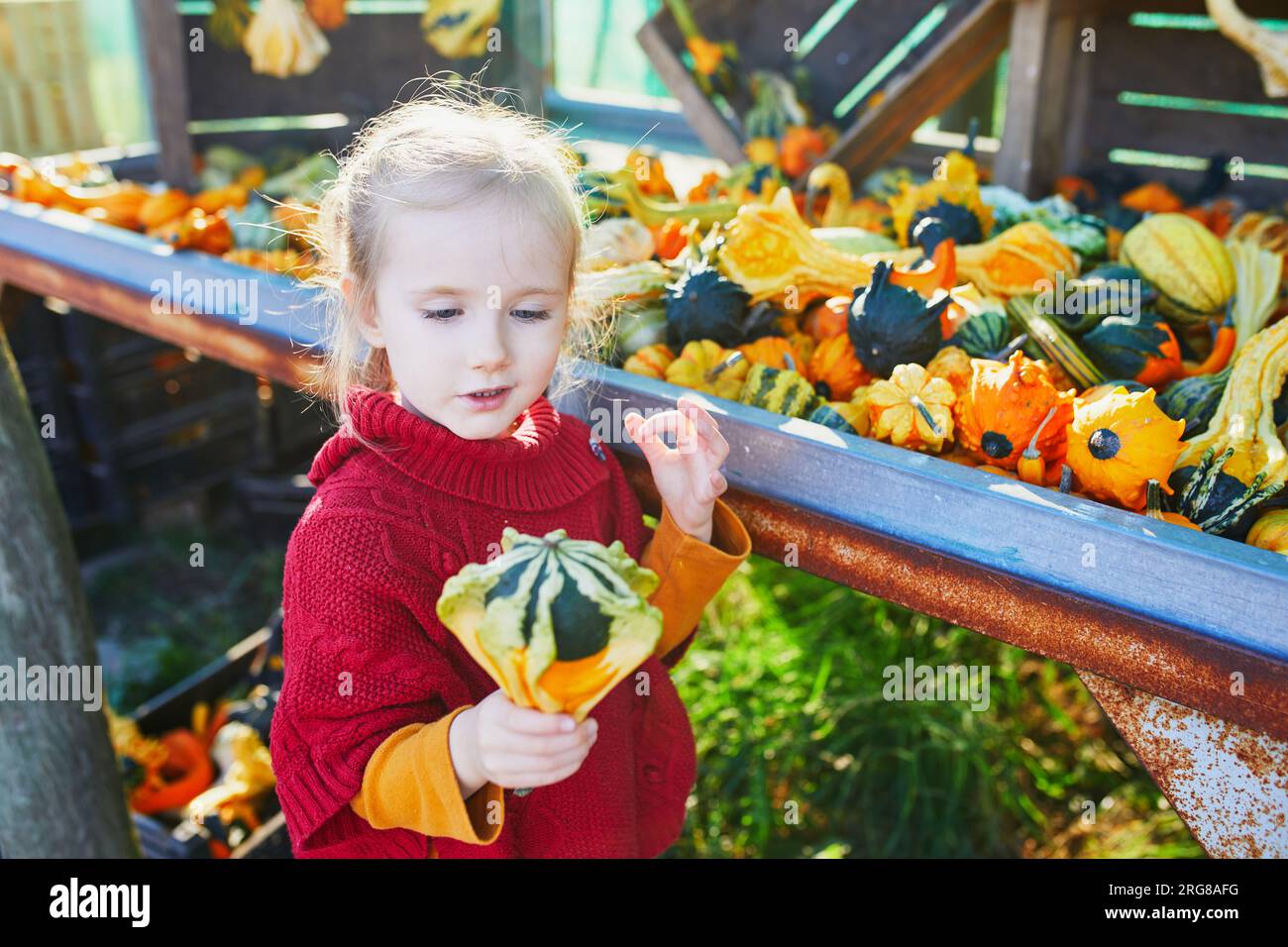 Adorable preschooler girl selecting variuos decorative pumpkins at the farmers market for Halloween. Child exploring nature. Autumn activities for sma Stock Photo