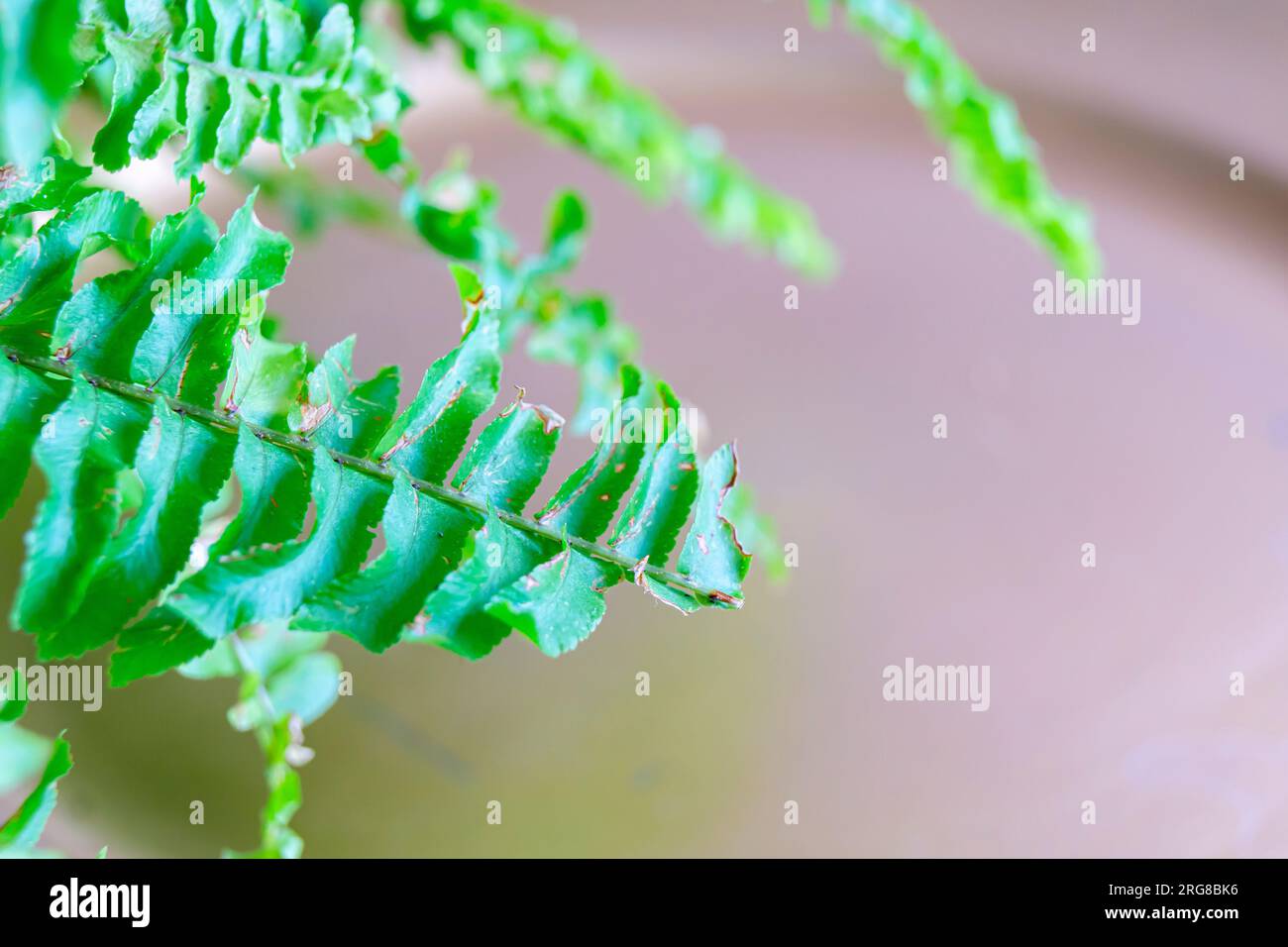 Ornamental leaf patterns hi-res stock photography and images - Alamy