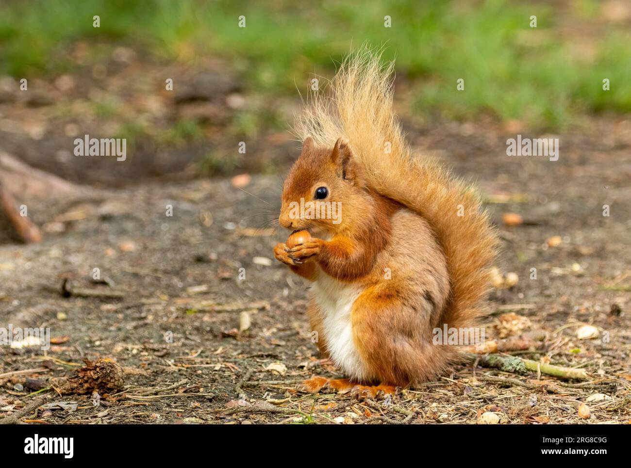 Cute scottish red squirrel gathering and eating a nut in the woodland Stock Photo