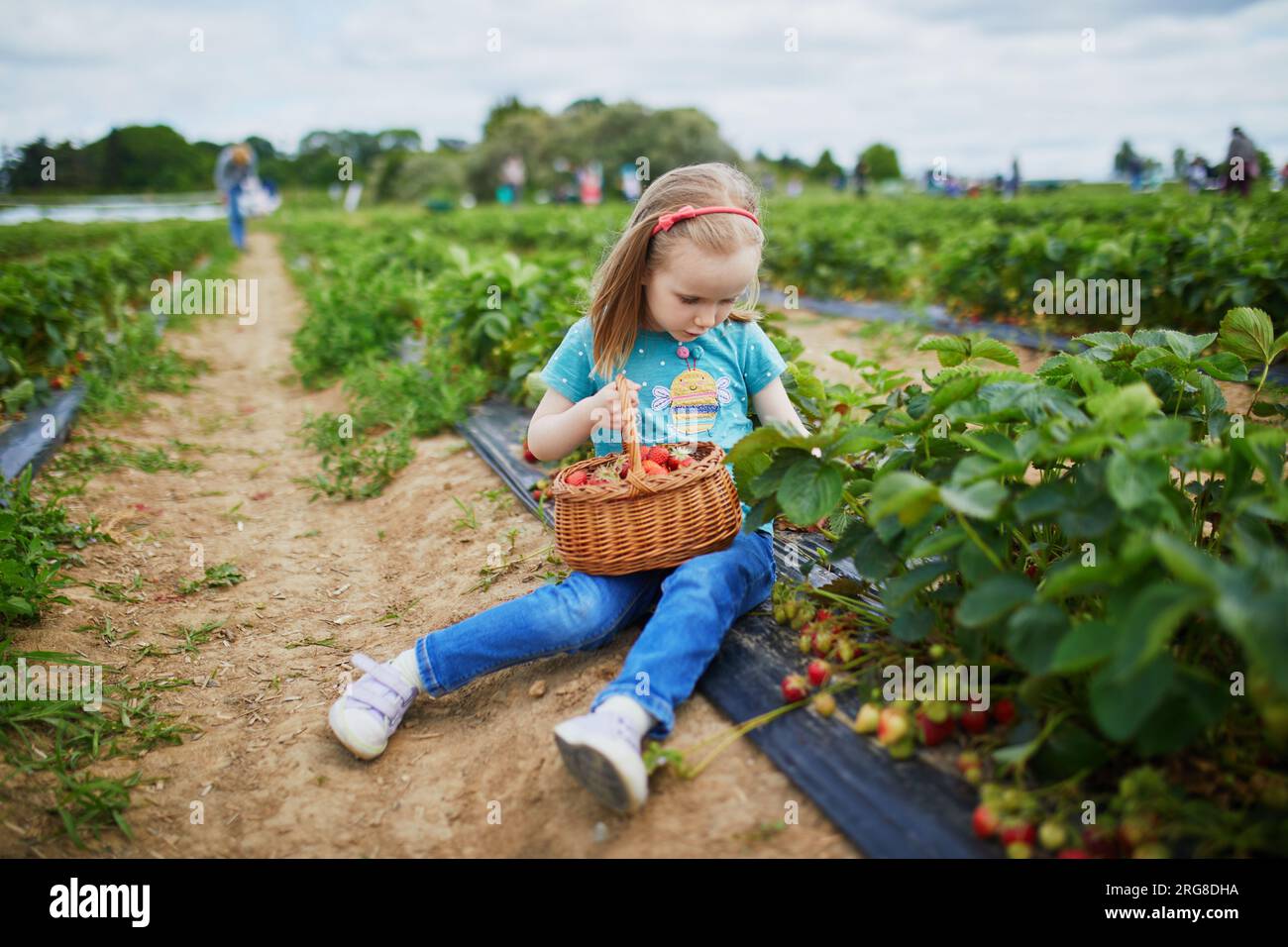 Adorable preschooler girl picking fresh organic strawberries on farm ...