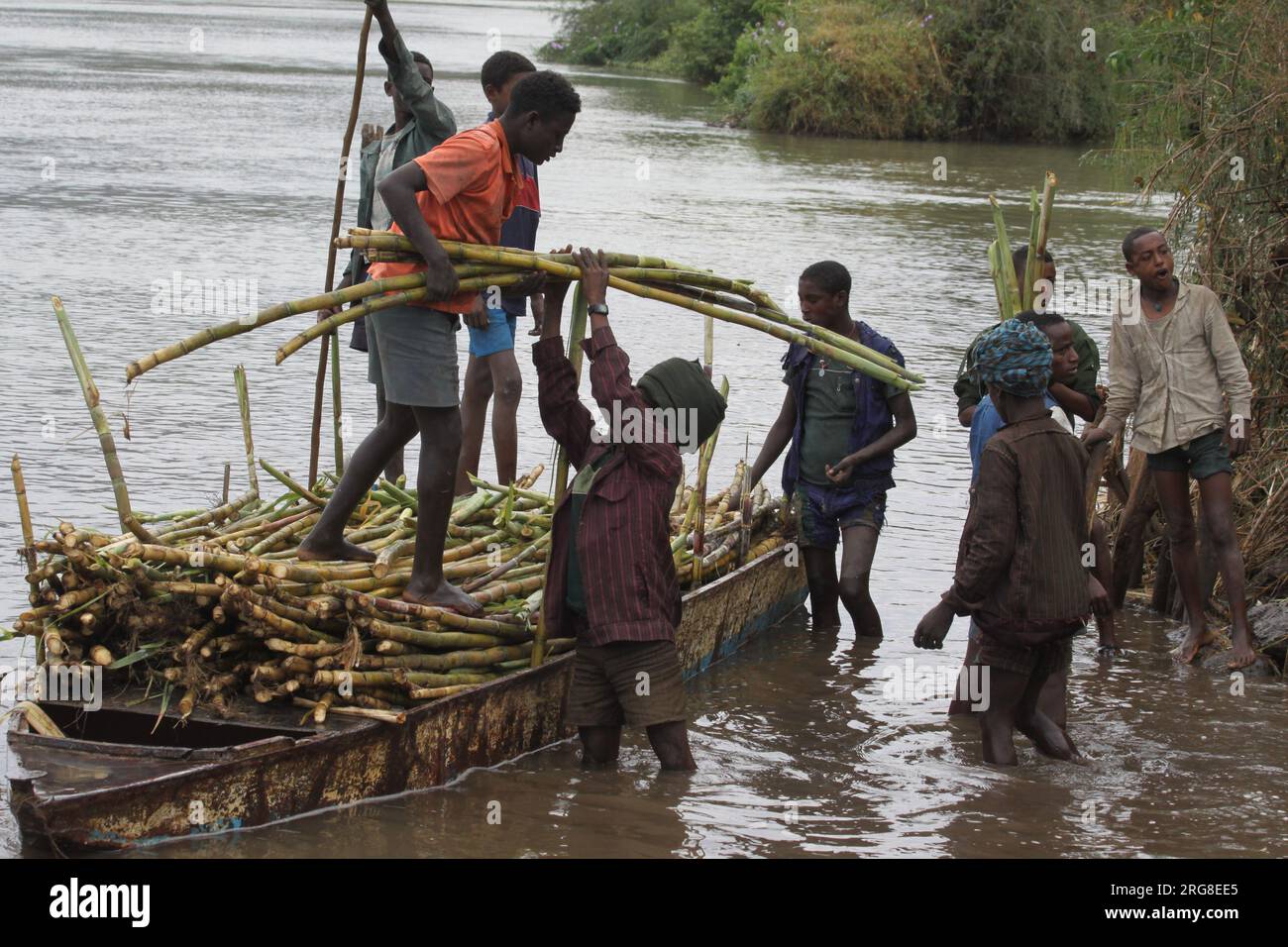 Harvesting sugar cane in the Blue Nile region of Ethiopia The Blue Nile