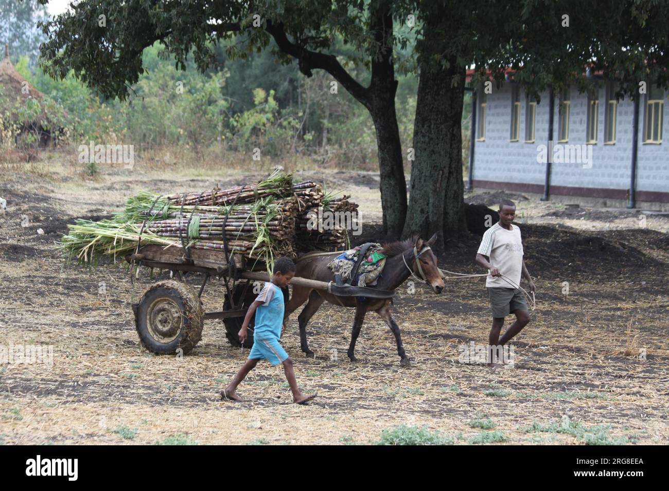 Harvesting sugar cane in the Blue Nile region of Ethiopia The Blue Nile