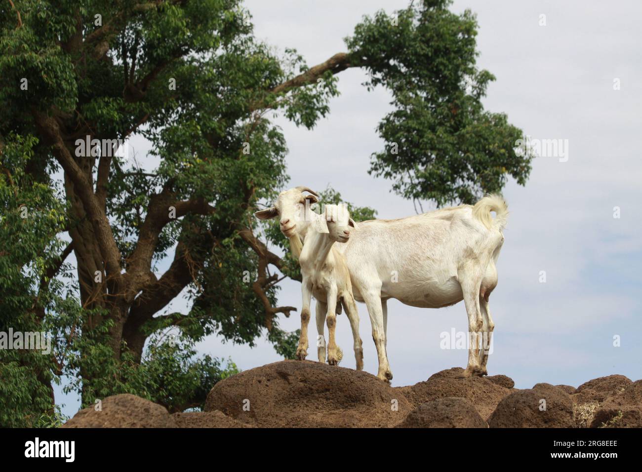 goats in the Blue Nile region of Ethiopia The Blue Nile is a river originating at Lake Tana in Ethiopia. It is one of the two major tributaries of the Stock Photo