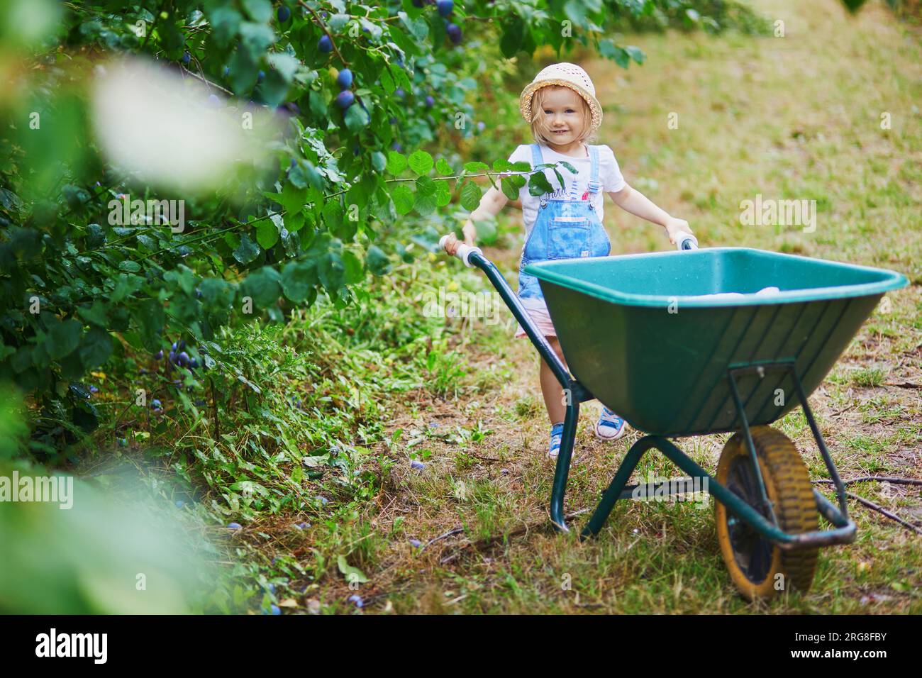Adorable toddler girl in straw hat pushing wheelbarrow near plum trees ...