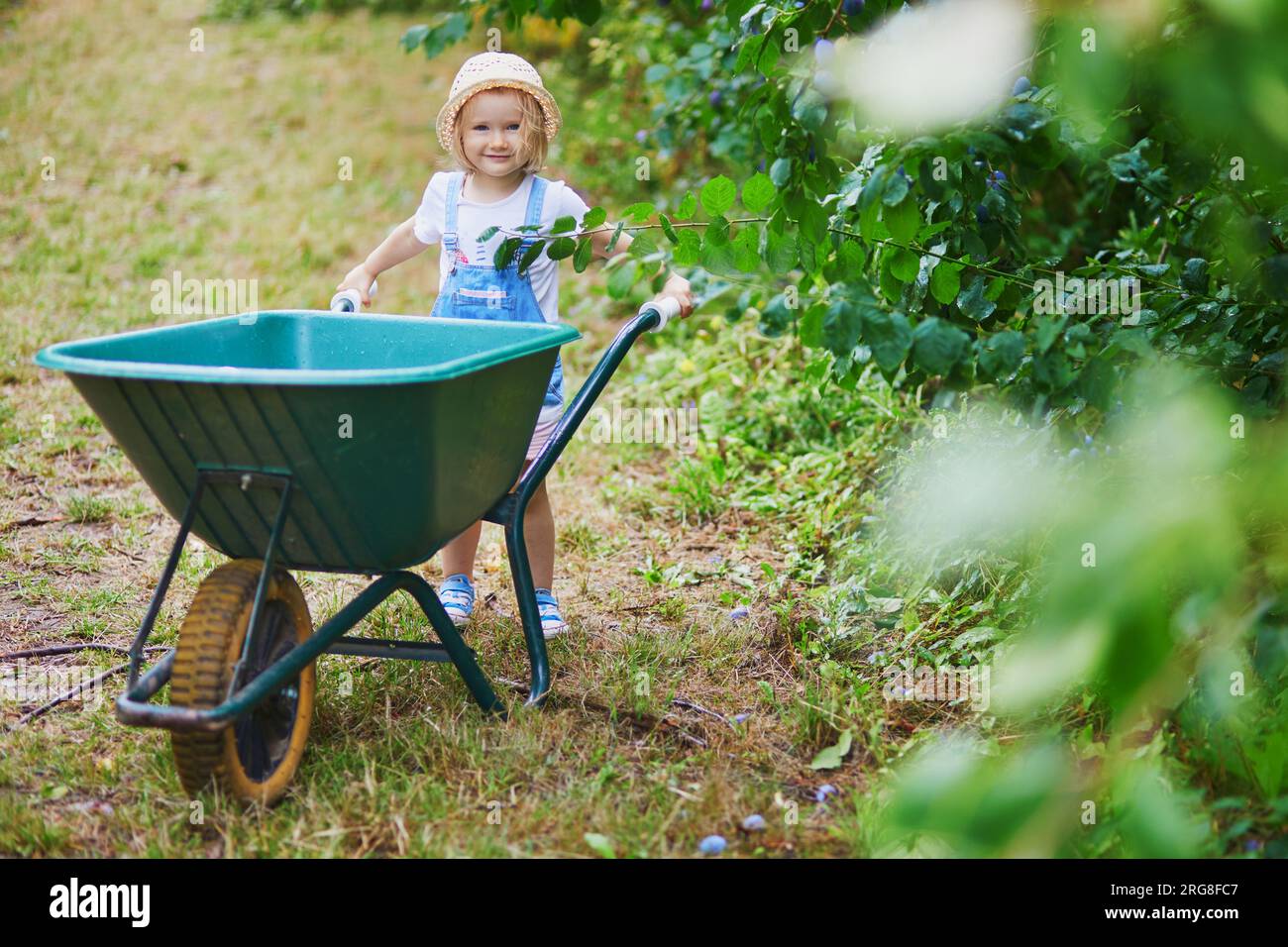 Adorable toddler girl in straw hat pushing wheelbarrow near plum trees ...