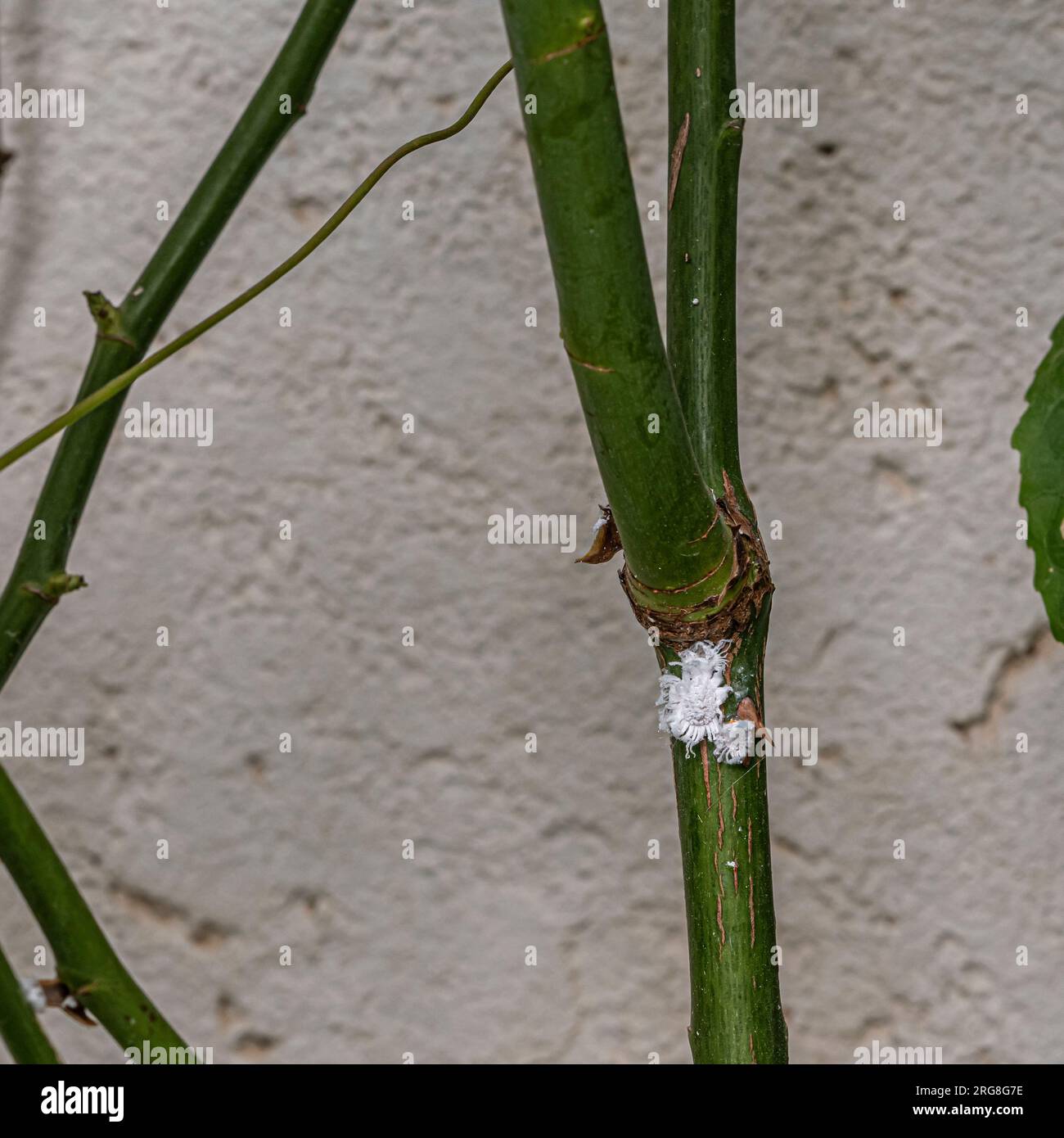 Mealy bugs on a rose stem and leaf. Cluster of mealy bugs (Icerya aegyptiaca ). on the underside of a rose leaf Photographed in Israel in June Stock Photo