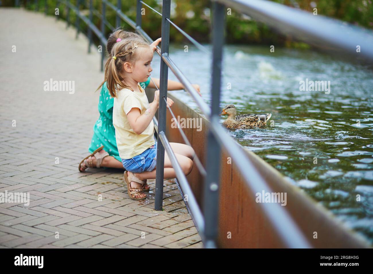 Preschooler girls trying to touch ducks or fish in the water in zoo or safari park. Outdoor summer activities for kids Stock Photo