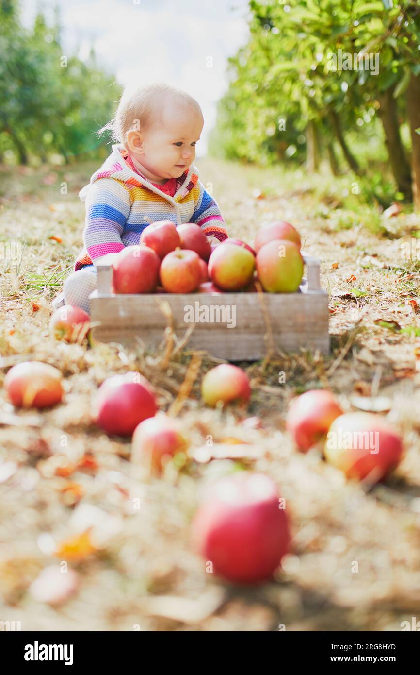 Adorable baby girl sitting on the ground near crate full of ripe apples. Little child eating