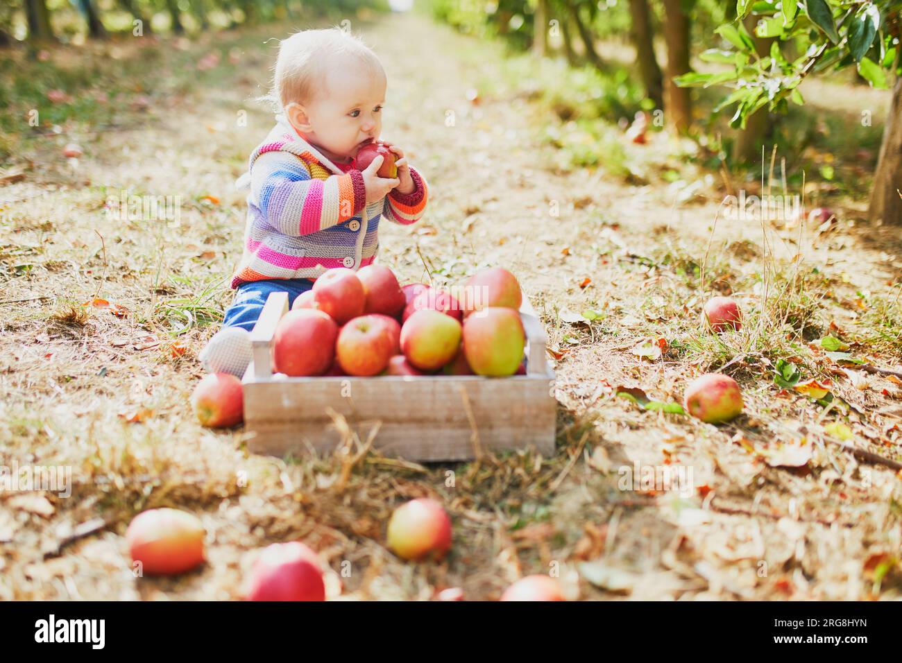 Adorable baby girl sitting on the ground near crate full of ripe apples. Little child eating