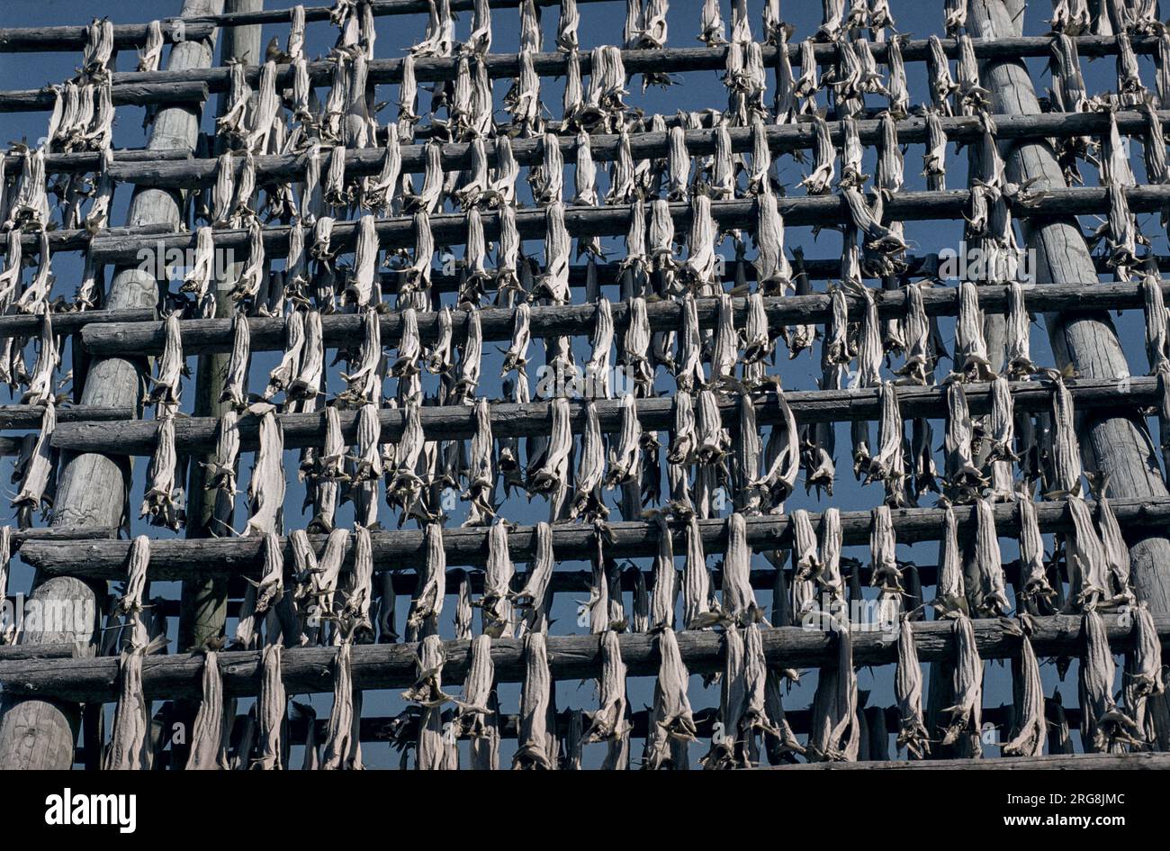 Drying racks fish svolvaer in hi-res stock photography and images - Alamy