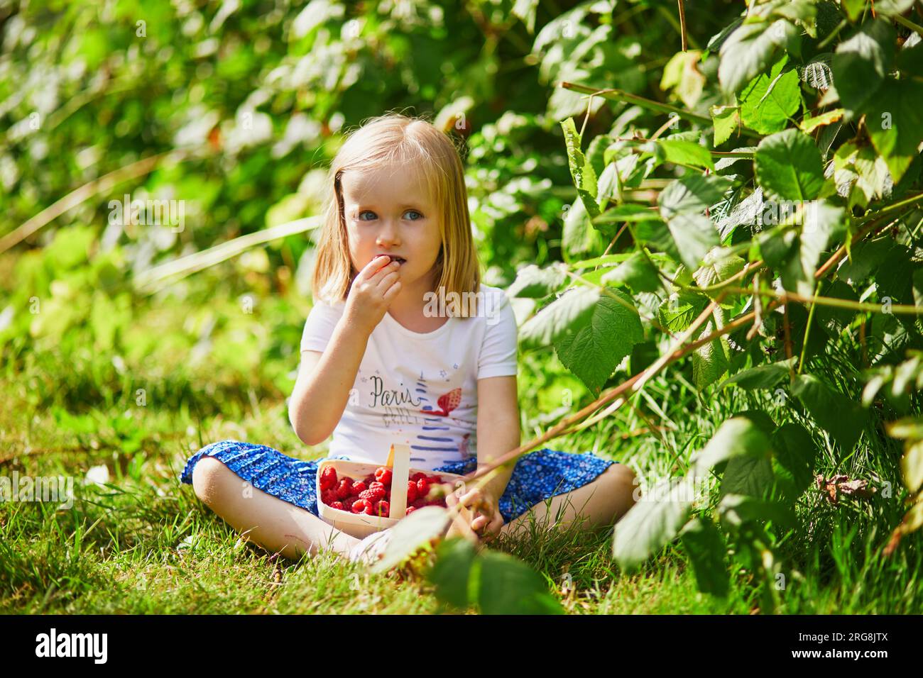 Adorable girl in straw hat picking fresh organic raspberries on farm ...