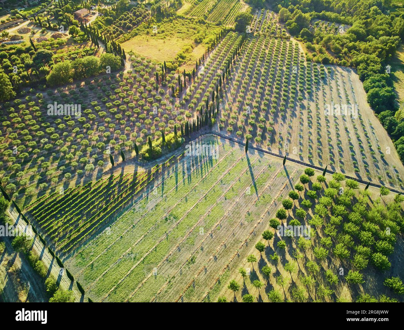Aerial scenic Mediterranean landscape with cypresses, olive trees and vineyards in Provence, Southern France Stock Photo