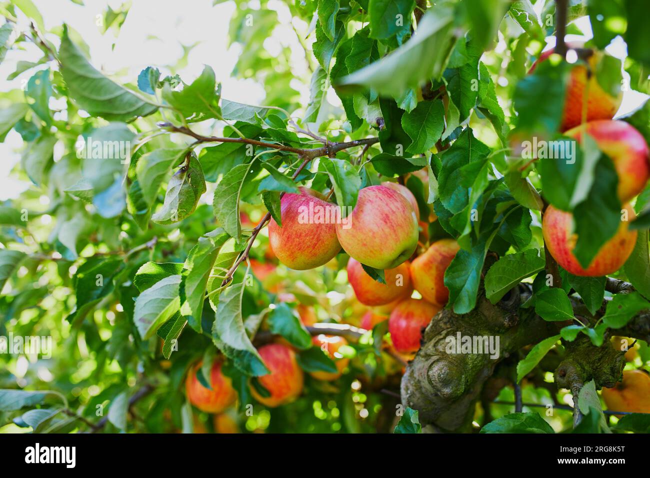 Red ripe organic apples on apple tree branch Stock Photo - Alamy