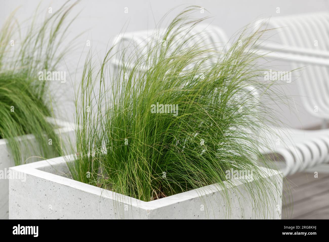 Light and elegant curves of feather grass (stipa)  in contemporary concrete flower pots. Summer terrace exterior concept. Feather grass found as ornam Stock Photo