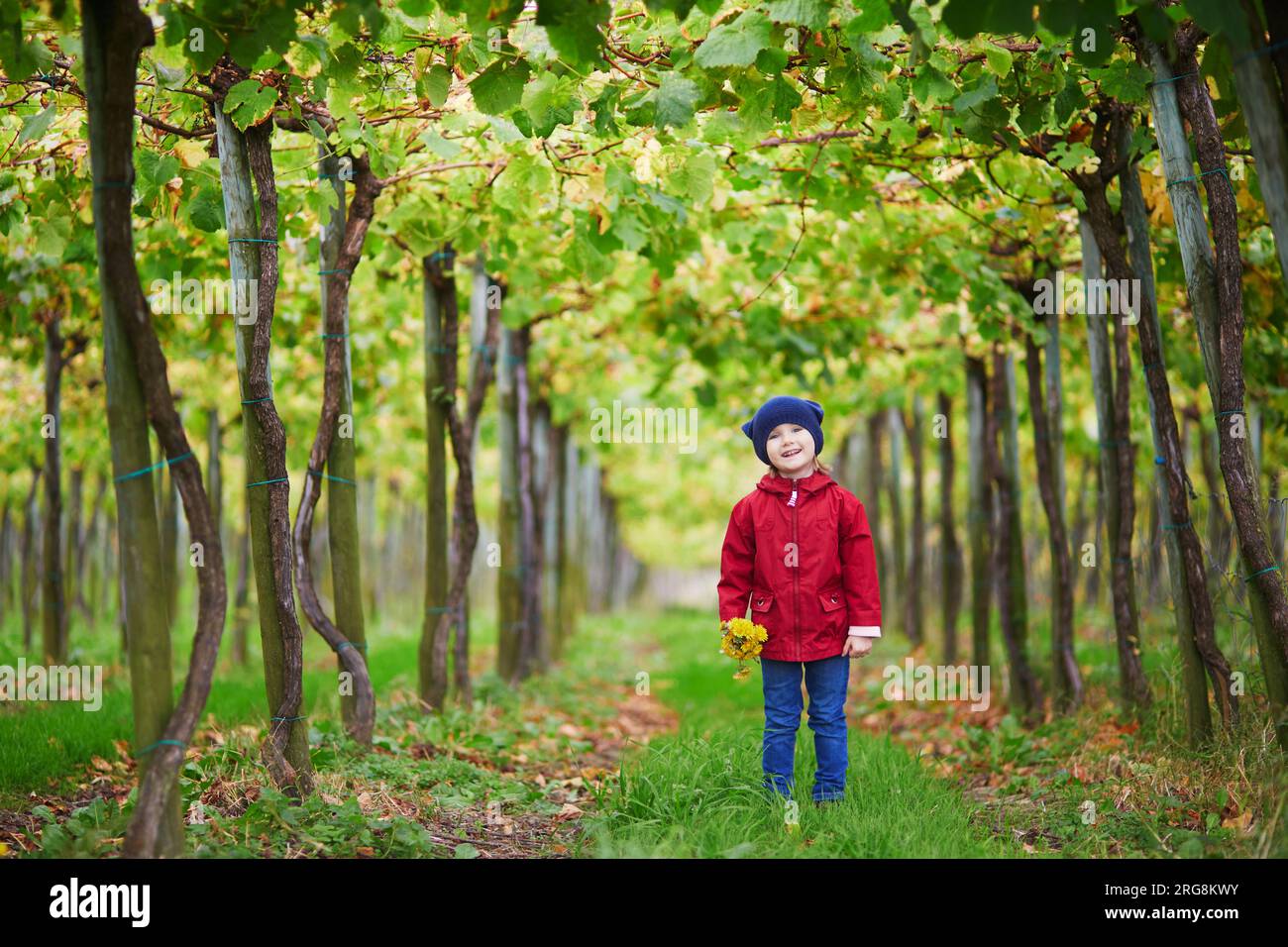 Little girl walking through grape vines on a farm. Child playing in ...