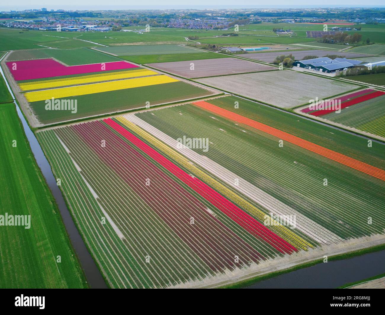Aerial drone view of blooming tulip fields in Zuid-Holland, the ...