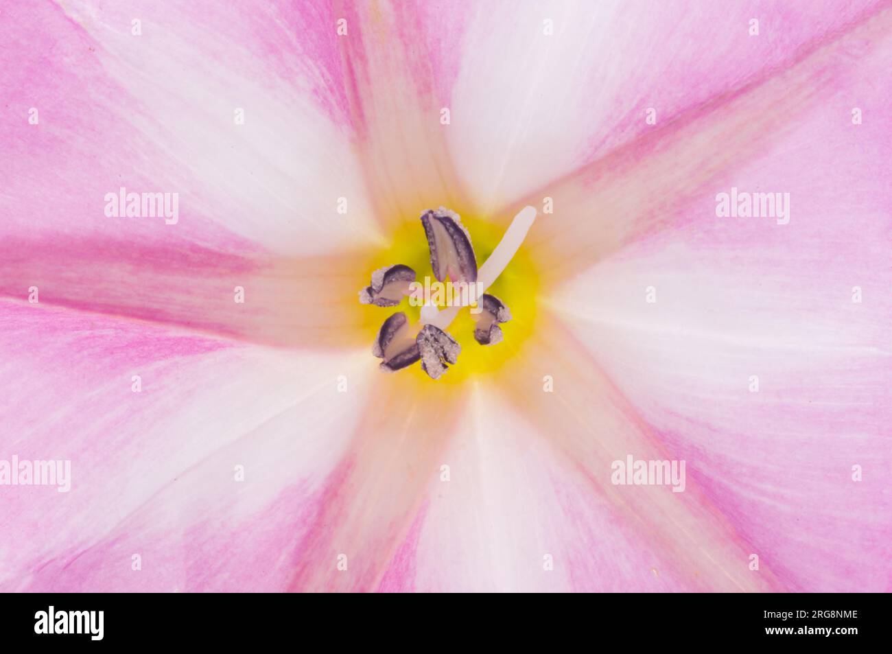 Bindweed tropical flower hi-res stock photography and images - Alamy