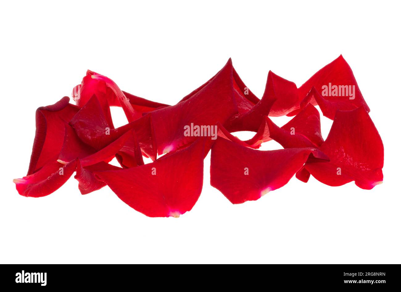 red rose petals isolated on white background Stock Photo - Alamy