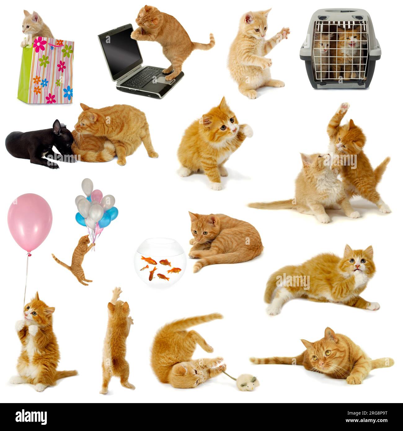 Cat collection isolated on white background. The cats are with laptop, dog, balloons, goldfish and mouse. Stock Photo