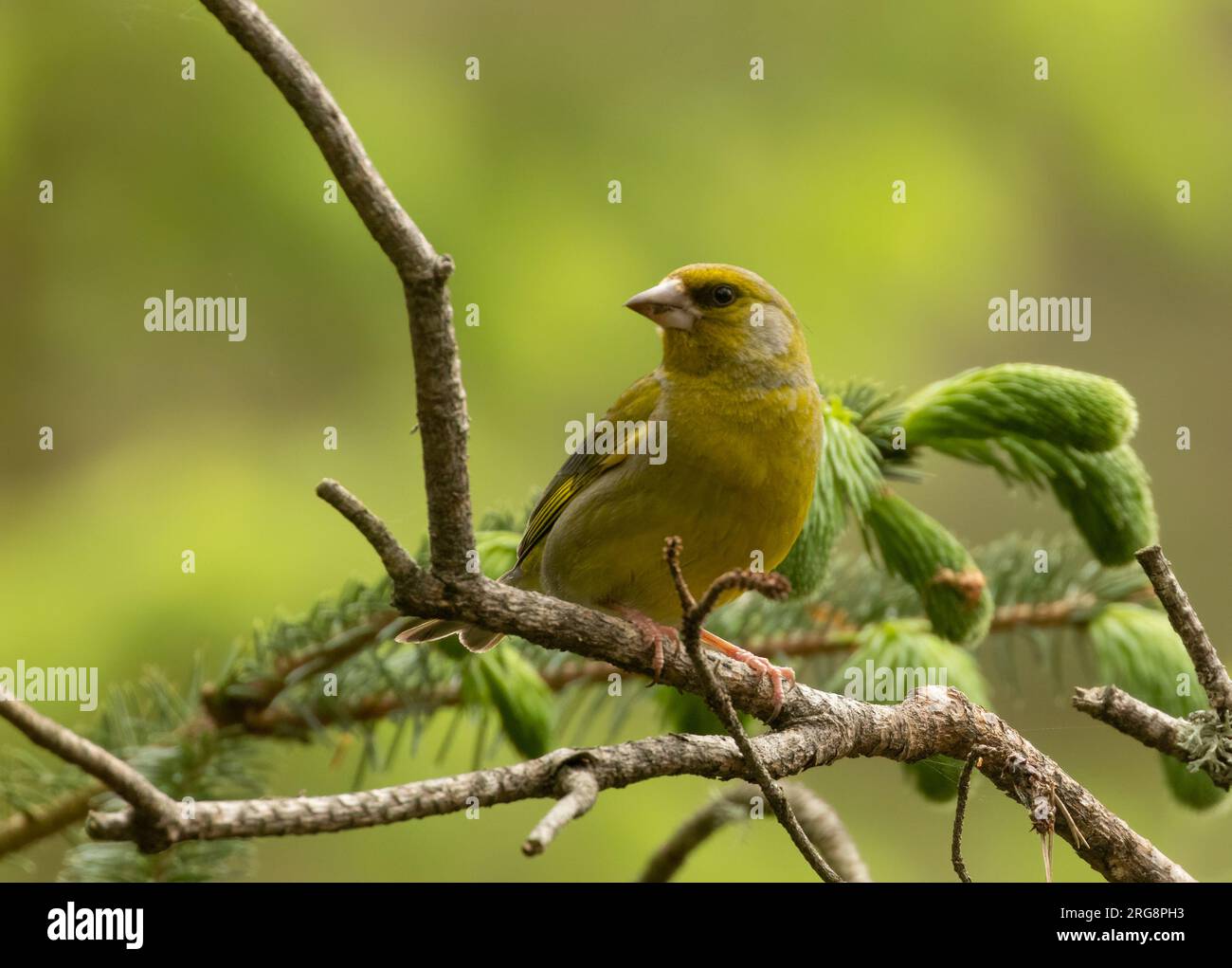 Greenfinch bird perched on a branch in the woodland with natural green forest background Stock Photo