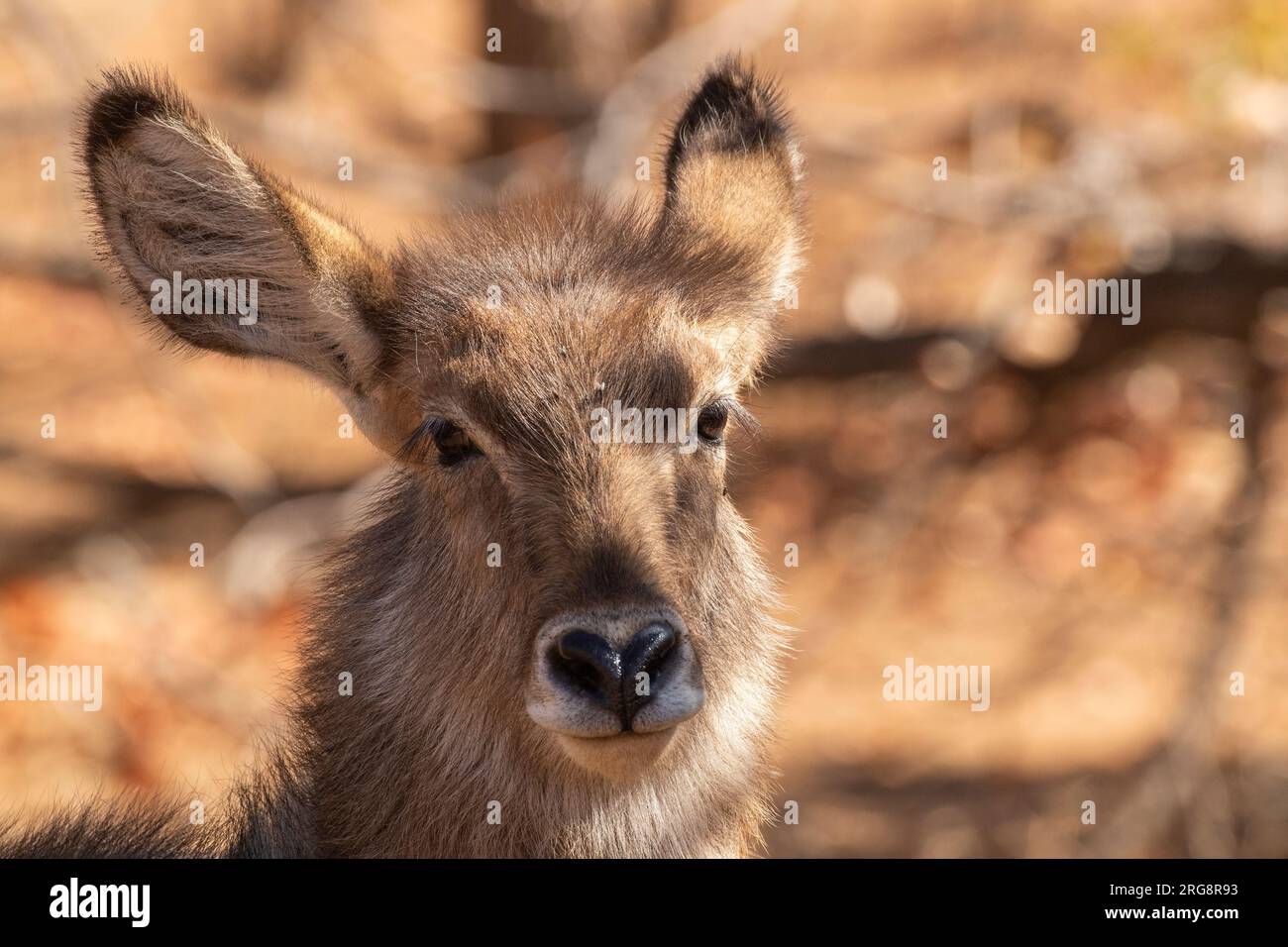 A close up image of the head of a female waterbuck in the Kruger National Park, South Africa Stock Photo