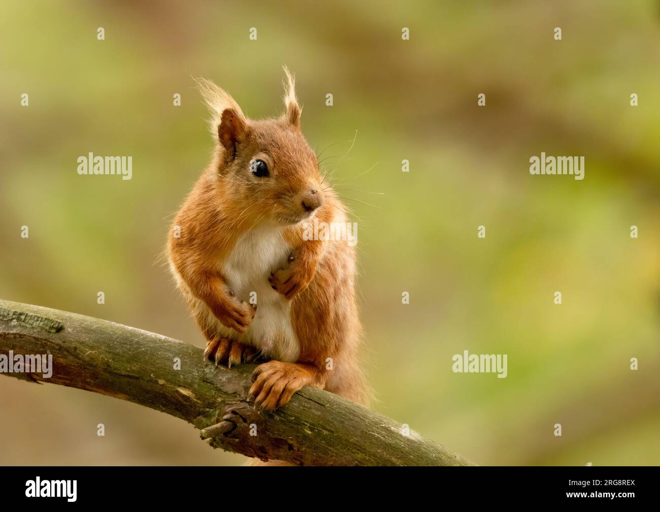Curious little scottish red squirrel sitting on the branch of a tree in the forest Stock Photo