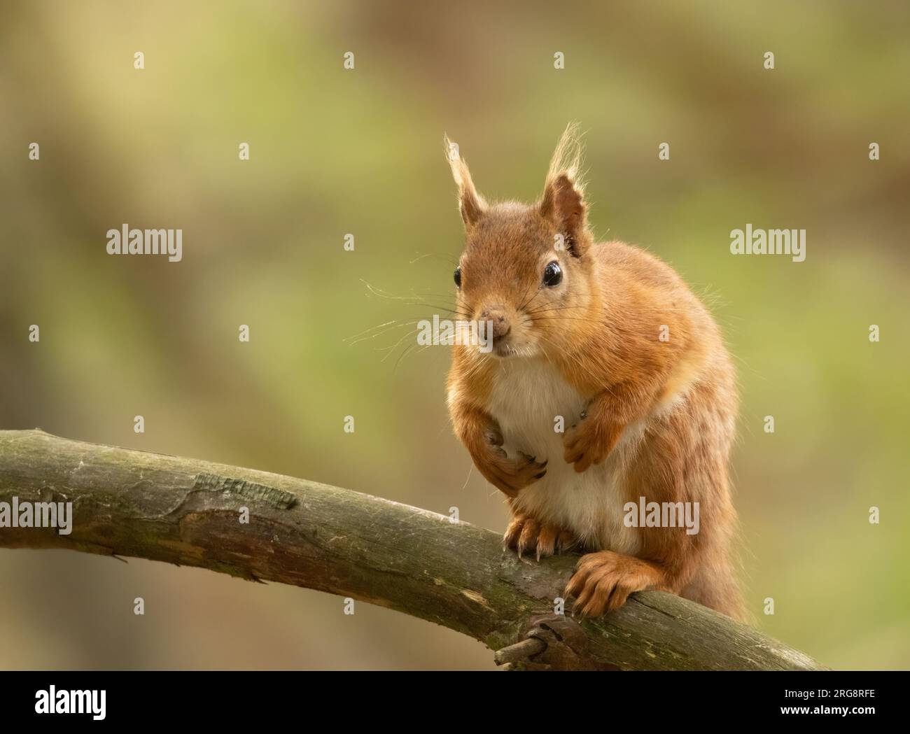 Curious little scottish red squirrel sitting on the branch of a tree in the forest Stock Photo