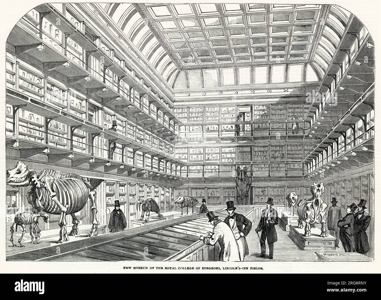 Interior of the new museum, Royal College of Surgeons, located at Lincoln's Inn Fields in London. Stock Photo
