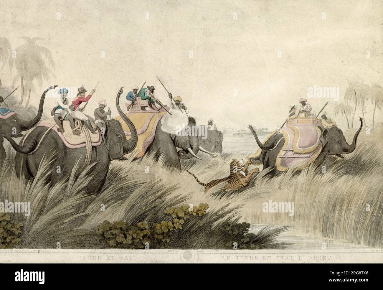 Europeans and Indians riding on elephants hunt a tiger using guns and