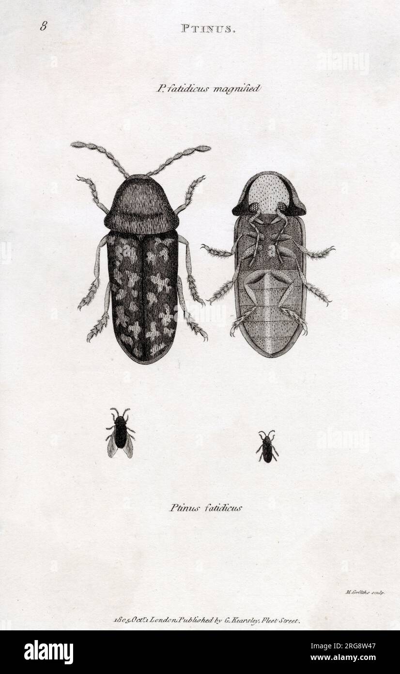 PTINUS FATIDICUS Death-watch beetle, believed to foretell a death in the house when they are heard tapping on wood Stock Photo