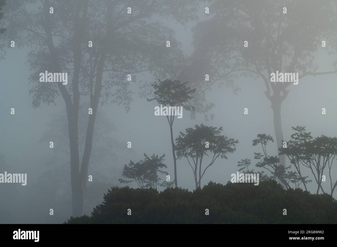 Tropical dense rain forest covered in fog, Costa Rica, Central America - stock photo Stock Photo