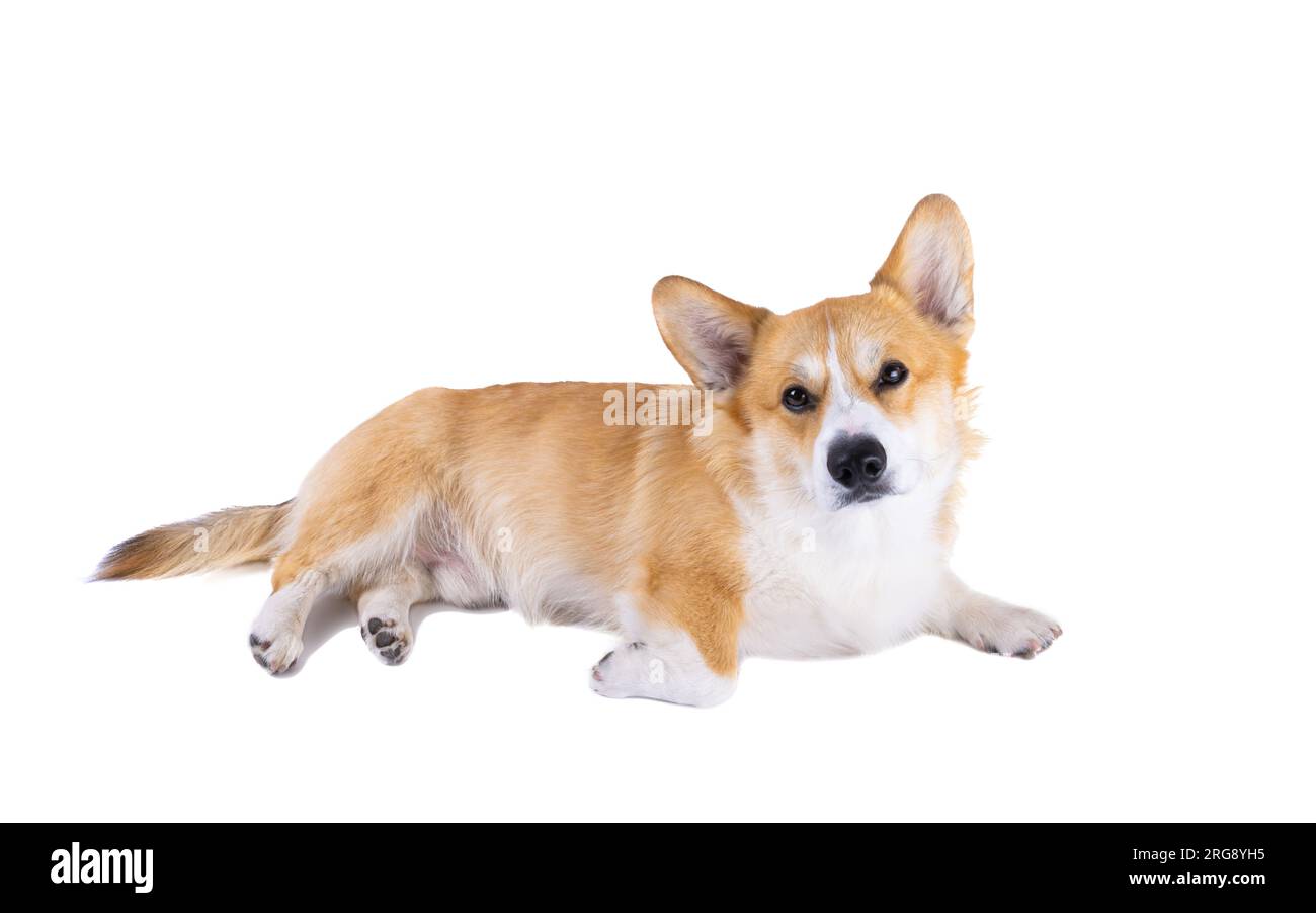 welsh corgi pembroke isolated on white background Stock Photo - Alamy