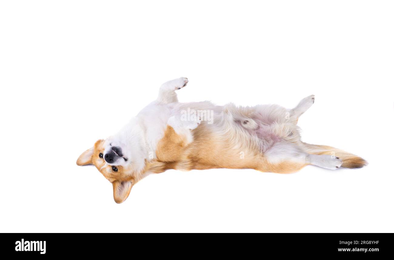 welsh corgi pembroke isolated on white background Stock Photo - Alamy