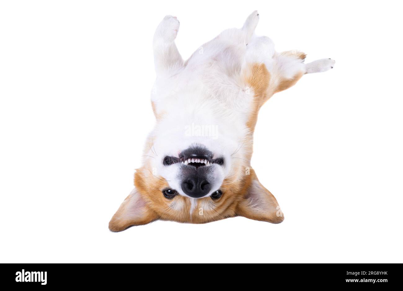 welsh corgi pembroke isolated on white background Stock Photo - Alamy