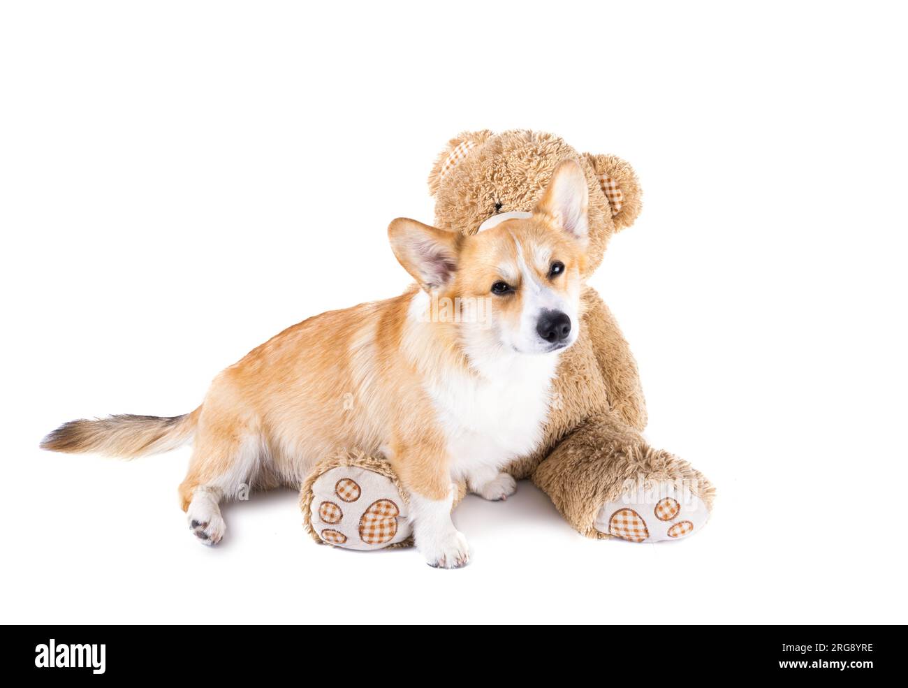 welsh corgi pembroke isolated on white background Stock Photo - Alamy