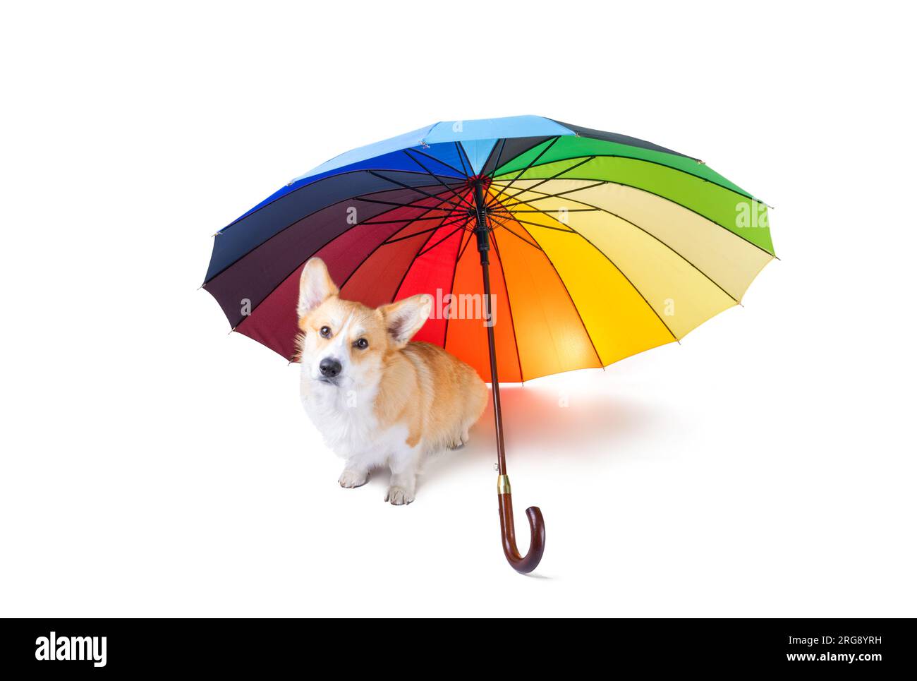 Corgi Umbrella - Welsh Corgi Umbrella - Welsh