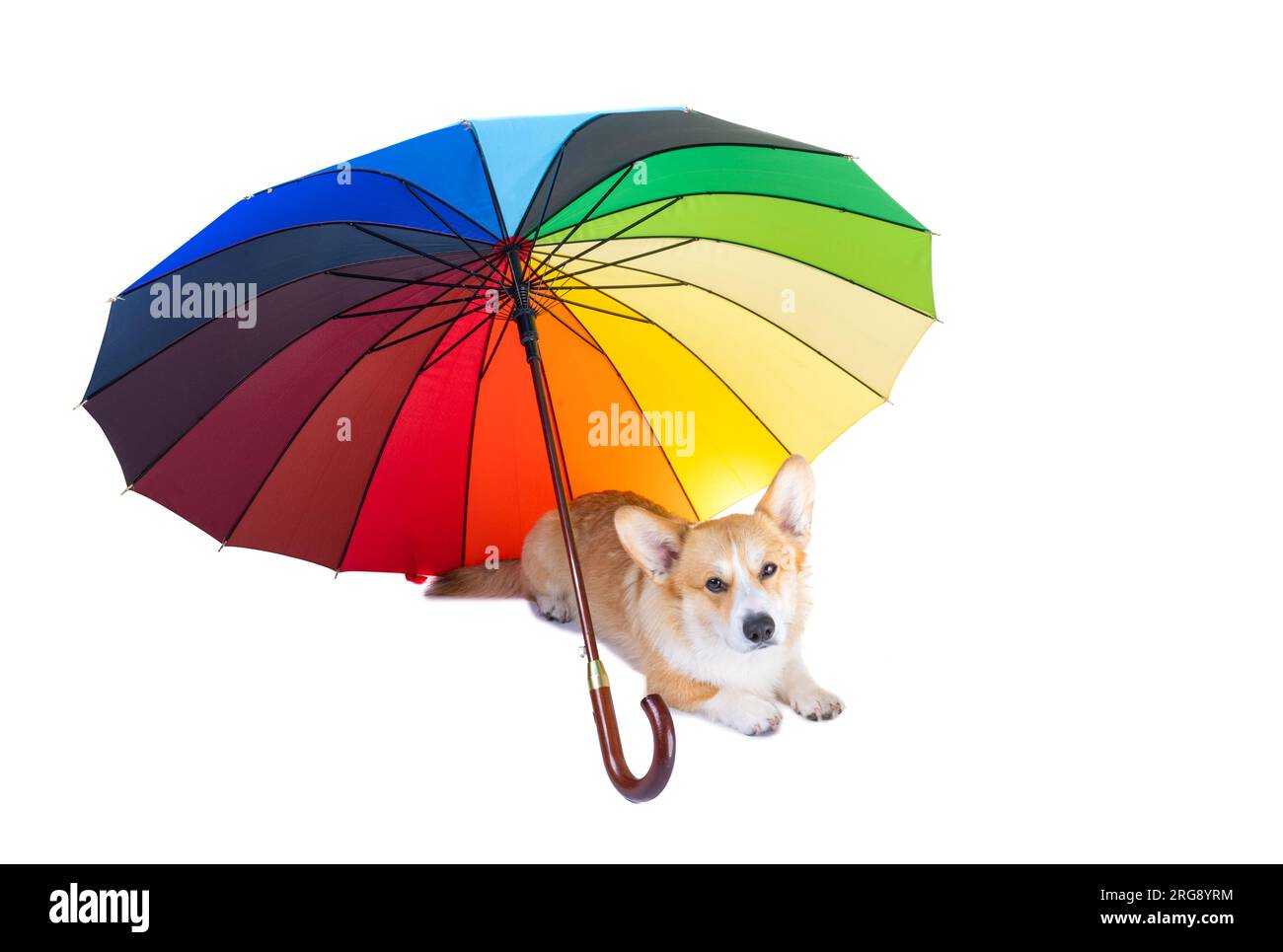 Corgi Pattern Print Foldable Umbrella main image 1