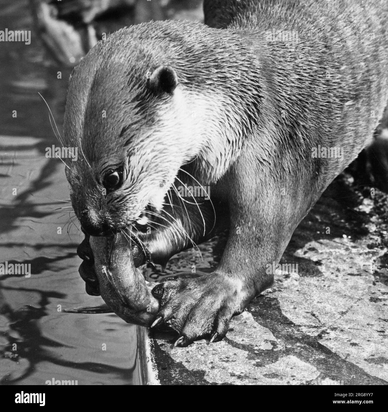 An otter tears into a fish he has just caught. Stock Photo