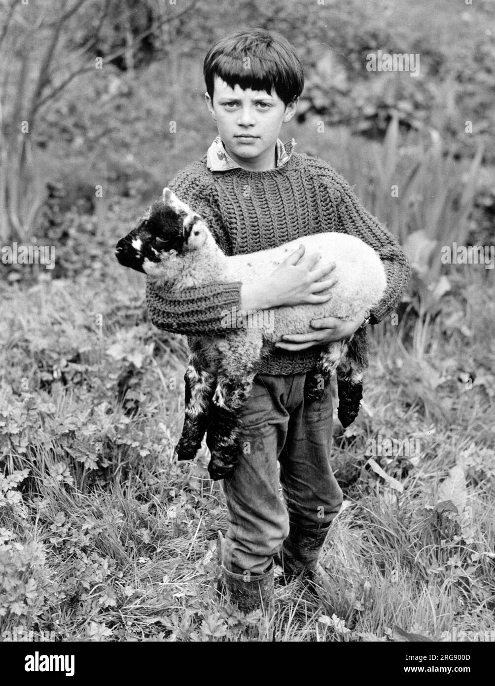 A young dark haired boy stands holding a lamb. Stock Photo