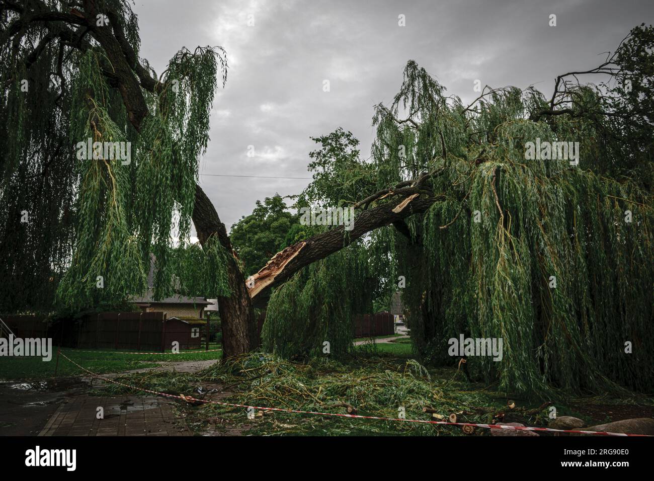 Willow tree broken after storm hi-res stock photography and images - Alamy
