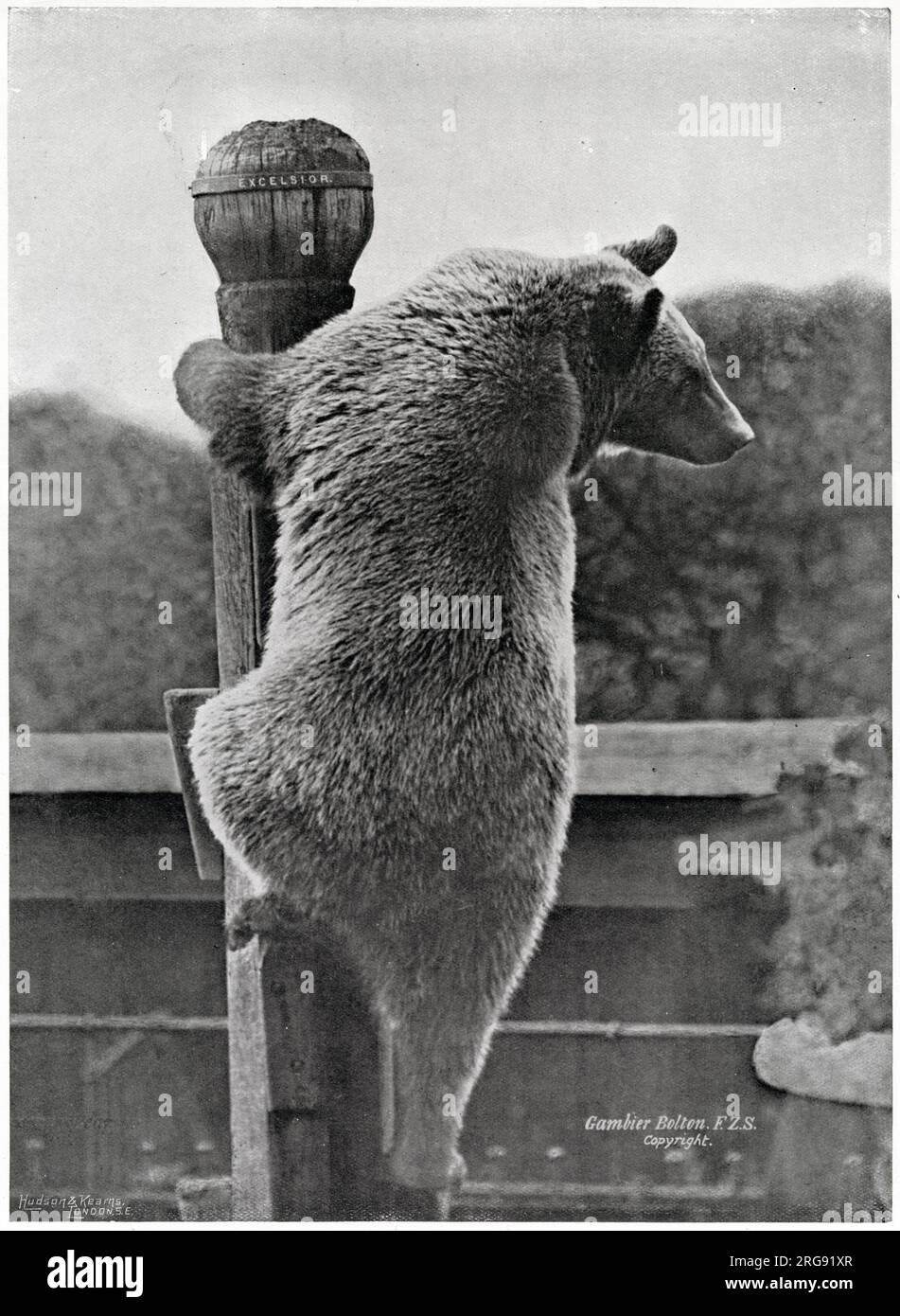 Russian bear climbing to the very top of the pole at Zoological Society's Gardens (London Zoo). Stock Photo